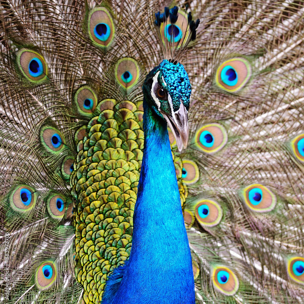 Green Peafowl