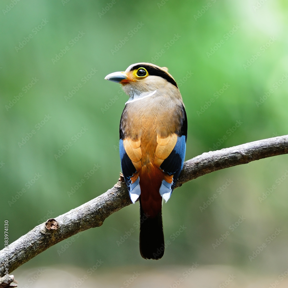 female Silver-breasted Broadbill