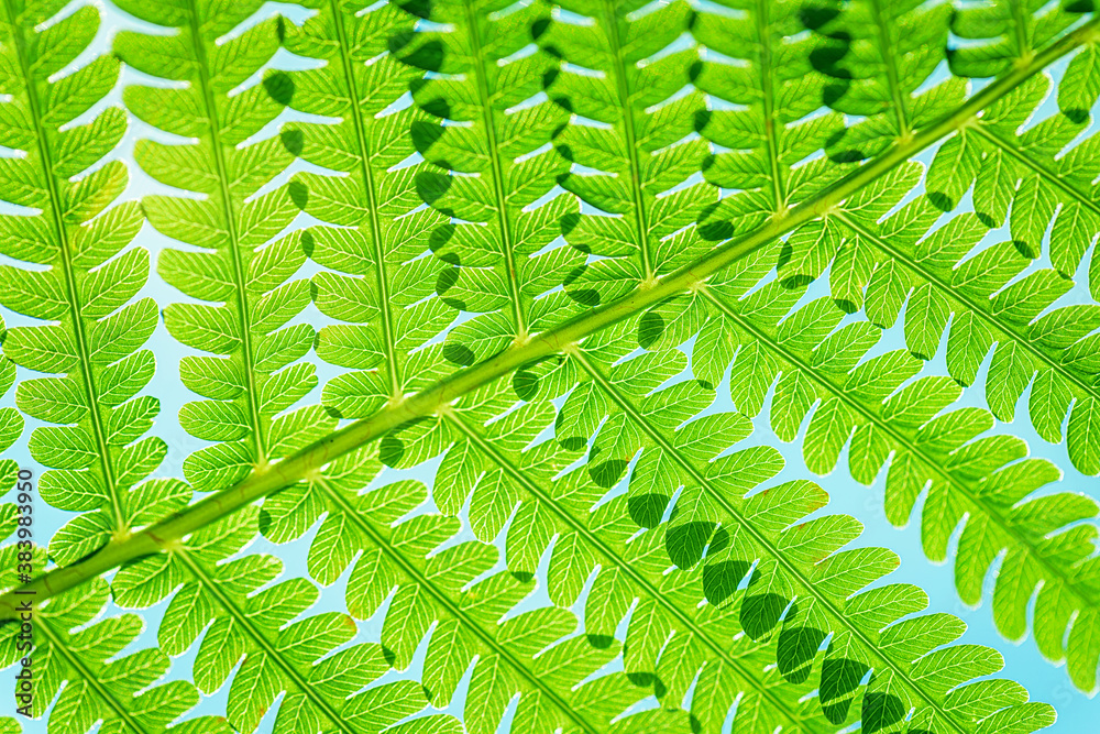 Green leaf of fern in the sun. Fern Leaves Ecology Concept. Green ecological wildlife concept backgr