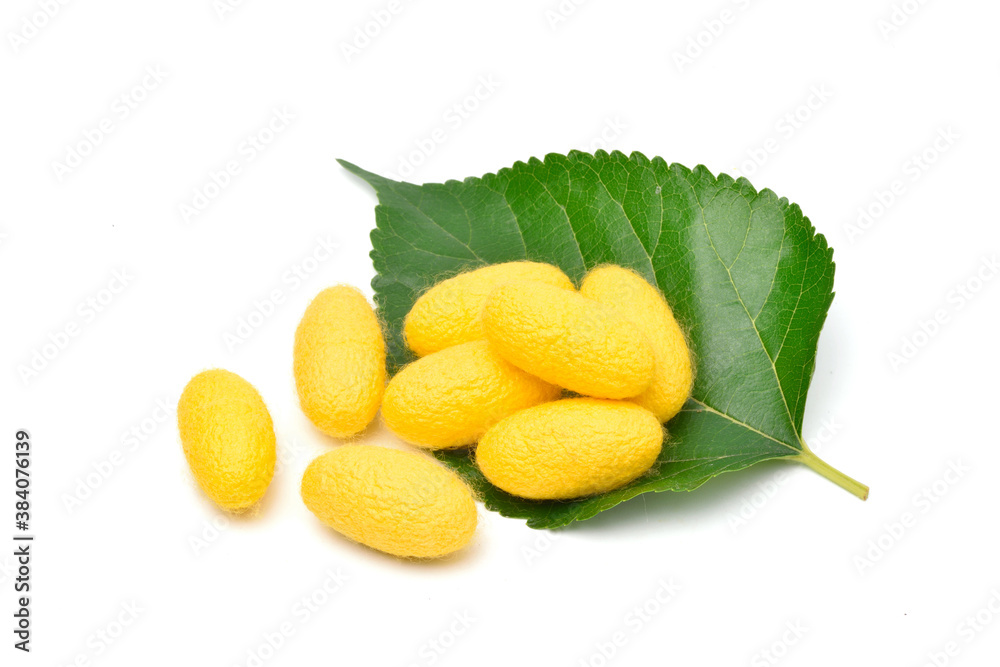 Yellow silkworm cocoons with green mulberry leaf  isolated on white background.