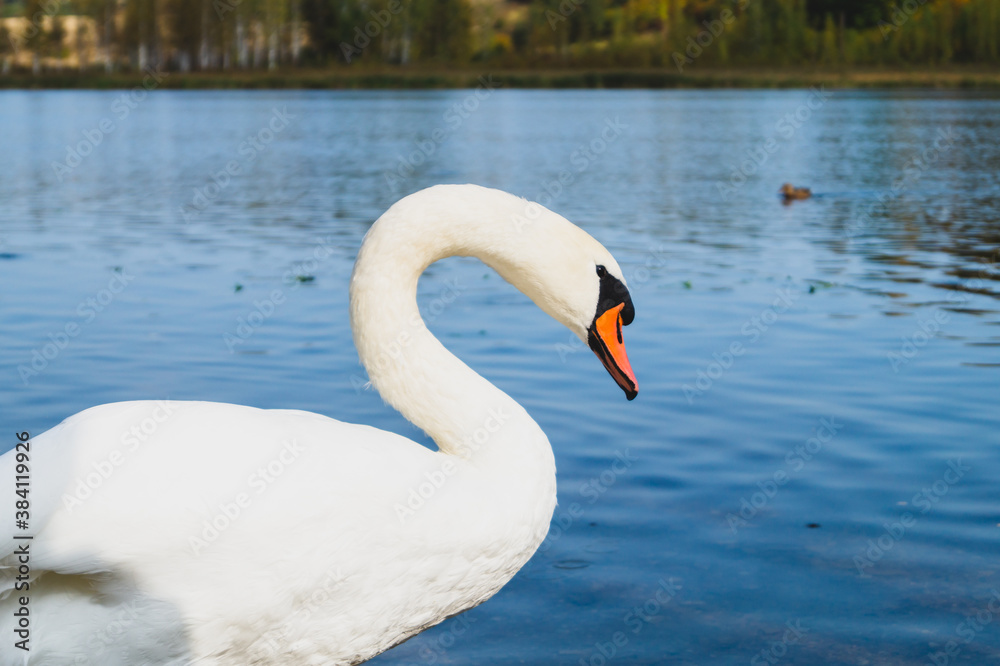 White swan stands in the lake