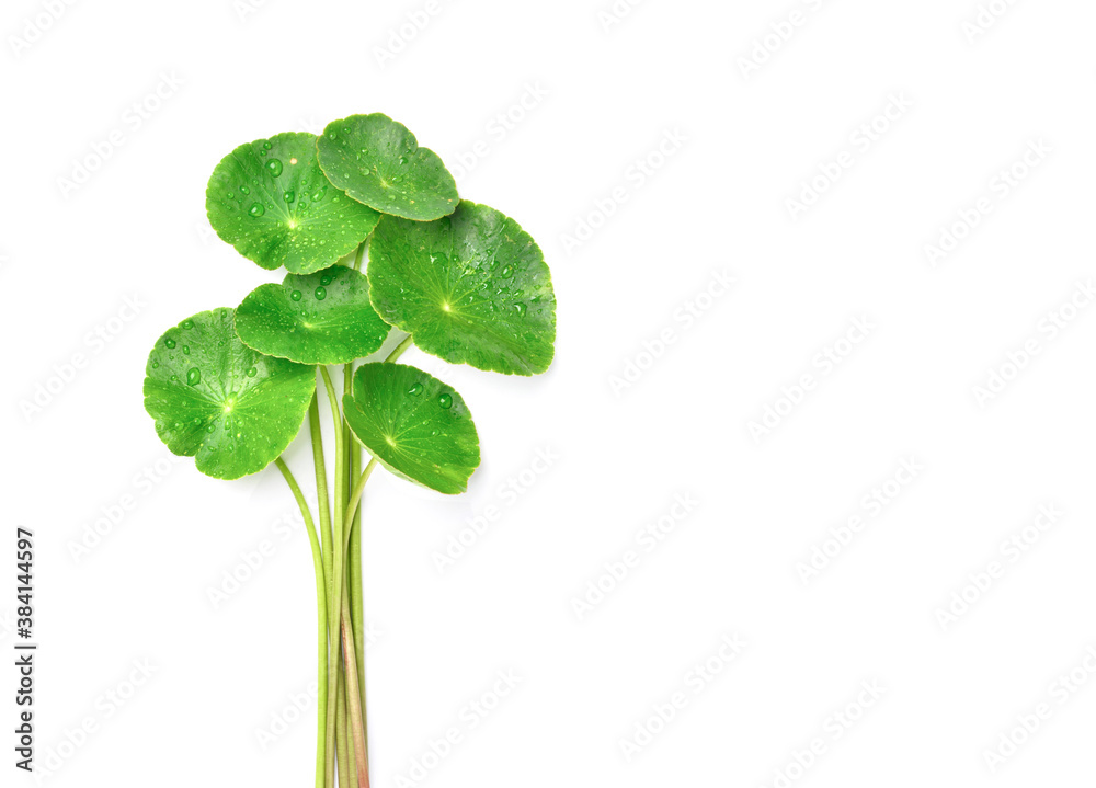 Gotu kola leaves with water droplets isolated on white background. Clipping path.