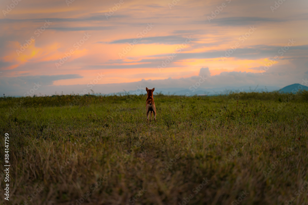 lonely dog waiting owner