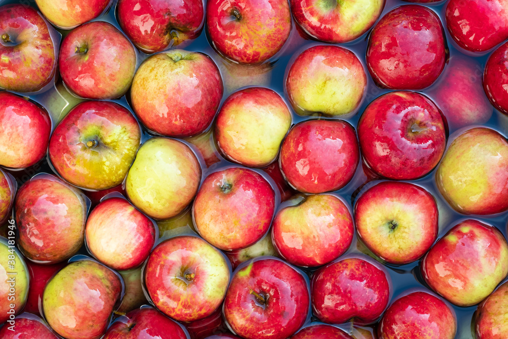 Red apples from own garden in water close up. Nature organic eco food background