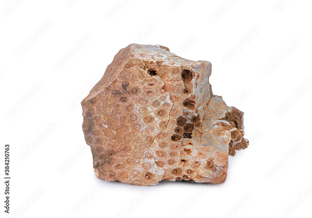 Undersea fossils in stone many millions of years ago isolated on white background with clipping path