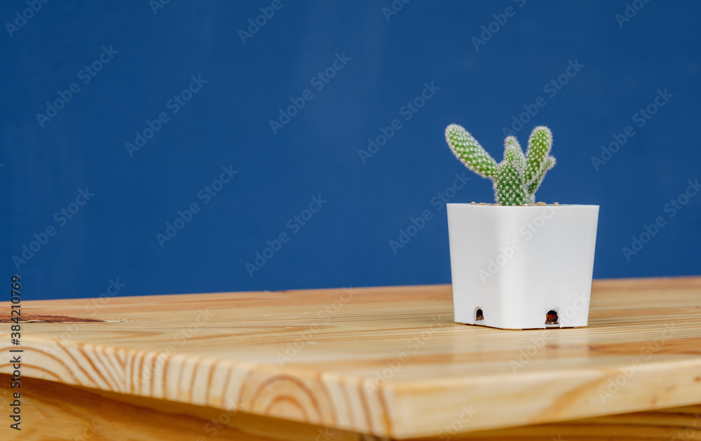 small Opuntia microdasys Cactus, Bunny Ears Cactus, Bunny-ear Prickly Pear in white plant pot on woo