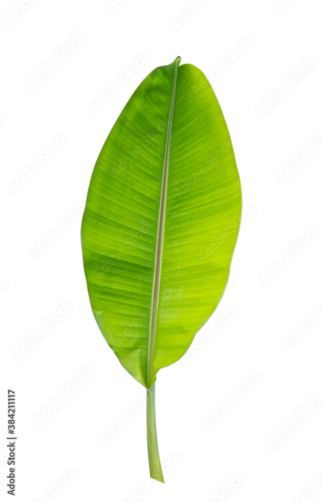 green banana leaf isolated on white background with clipping path