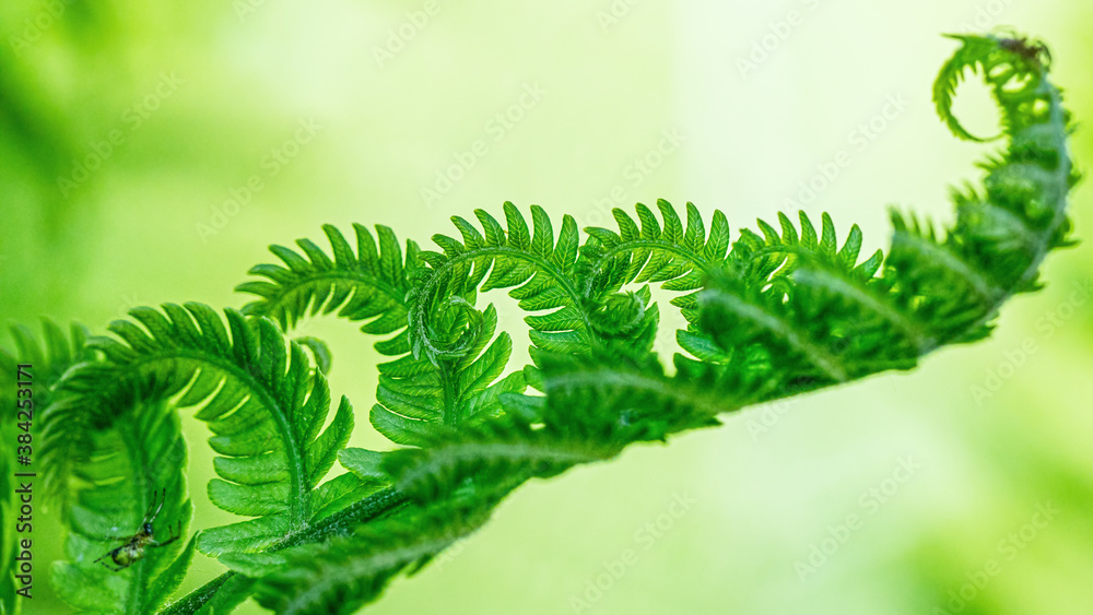 Green leaf of fern on a light green background, selective focus