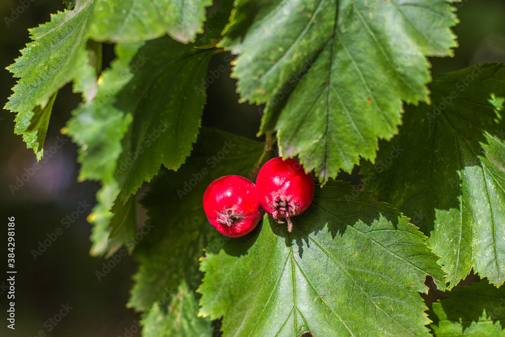 autumn leaves on a blurred background. Red fruit of Crataegus monogyna, hawthorn. Natural beautiful 