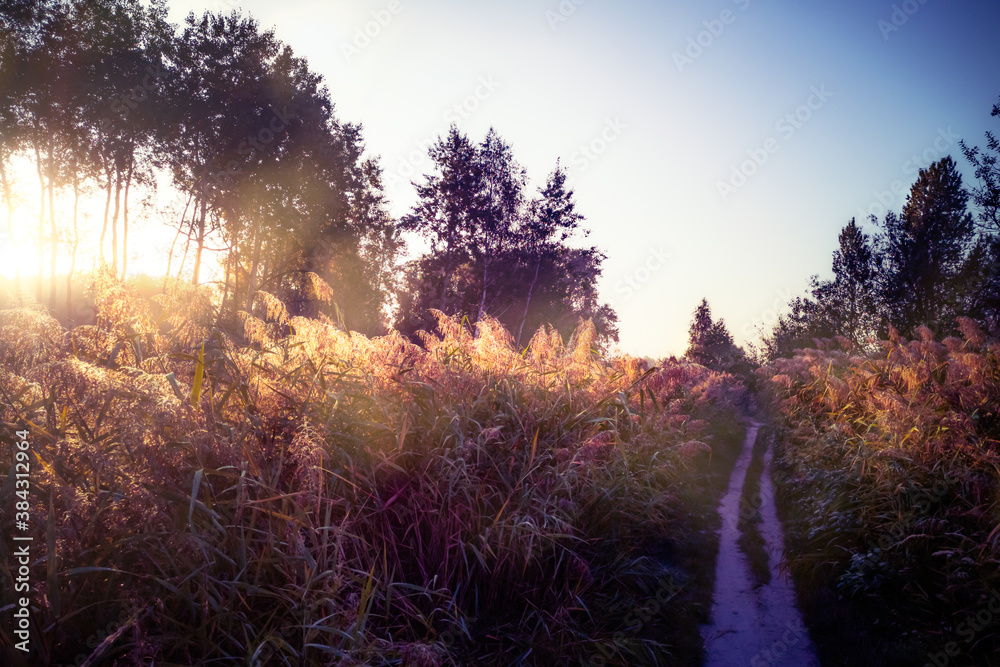 Path through the reed