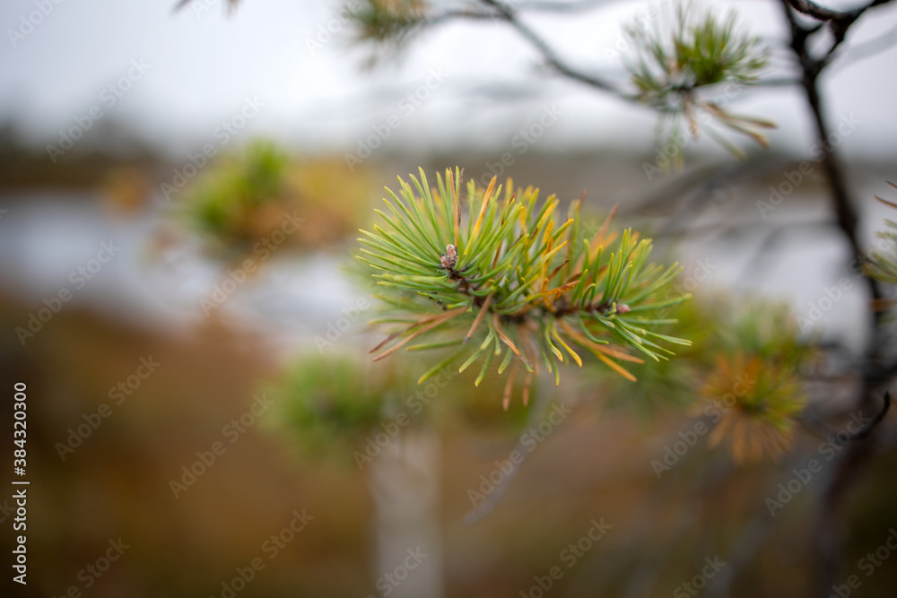 bog pine branch in autumn