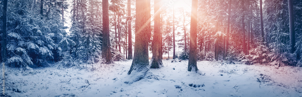 Beautiful trees covered with snow in the winter sunny forest