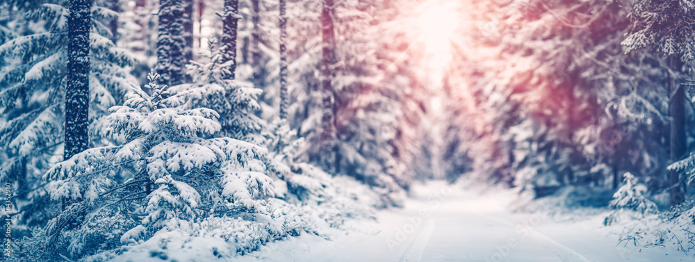 Narrow path in the fairy snowy forest