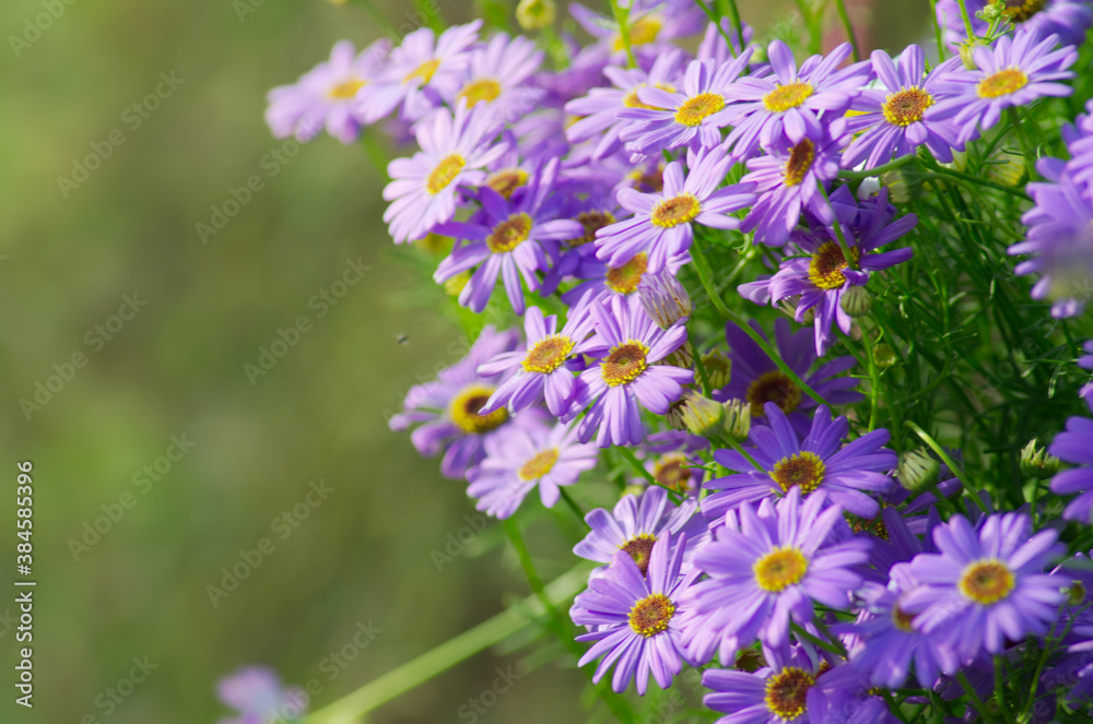 Aster Alpinus在温暖的阳光下开花