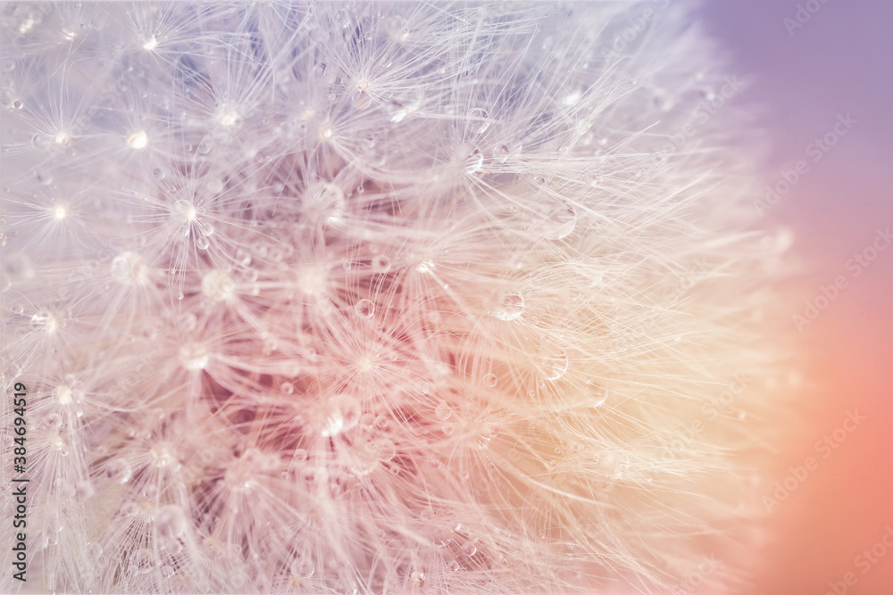 Beautiful dandelion on color background, closeup