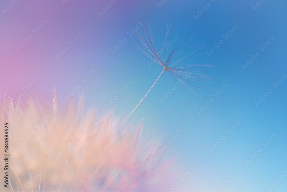 Beautiful dandelion on color background, closeup