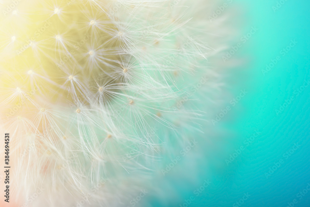 Beautiful dandelion on color background, closeup