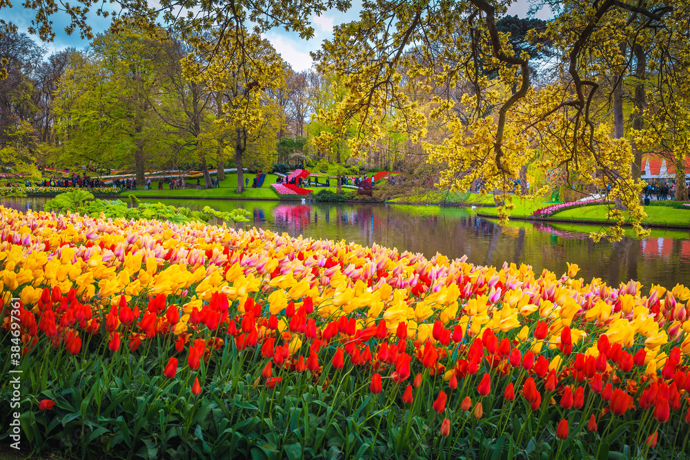 Wonderful colorful tulips on the shore of the lake, Netherlands