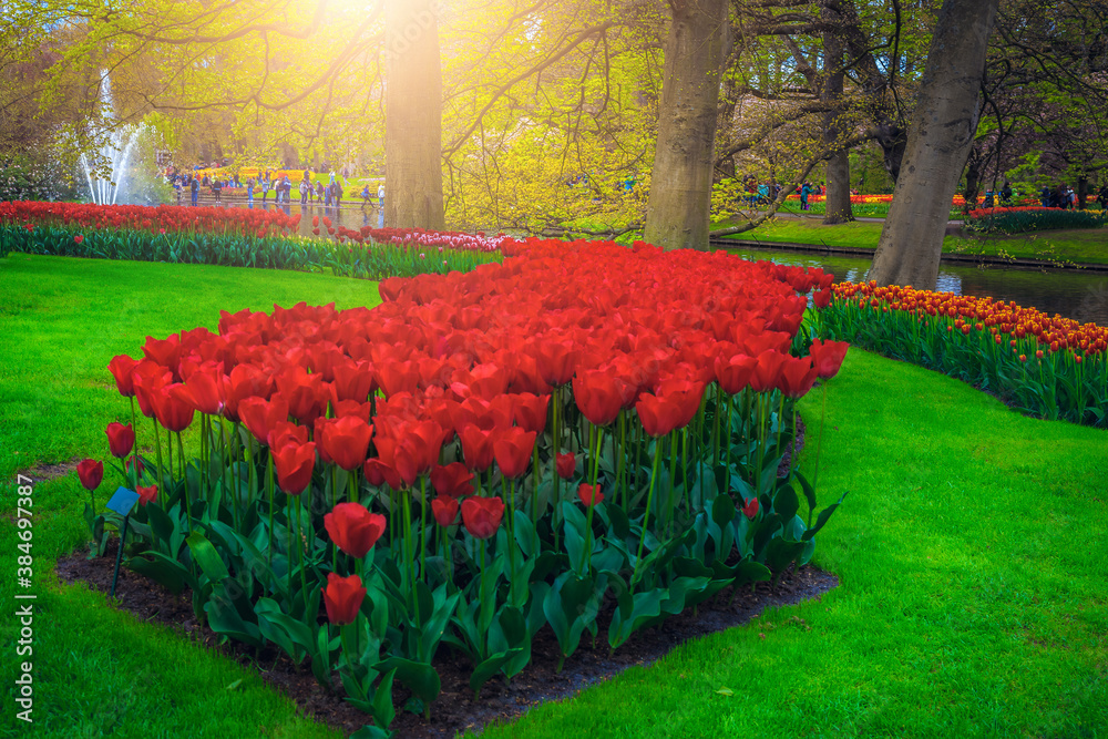 Various colorful tulip plantations in the Keukenhof garden, Netherlands