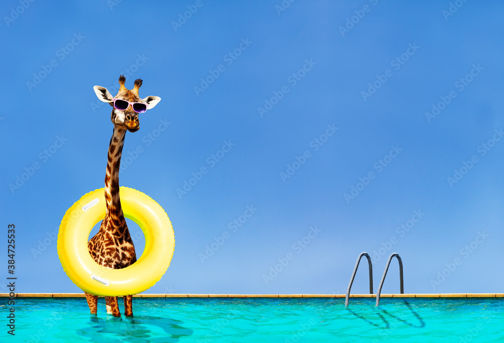 Funny photo of giraffe stand with inflatable doughnut in swimming pool over sky on summer resort