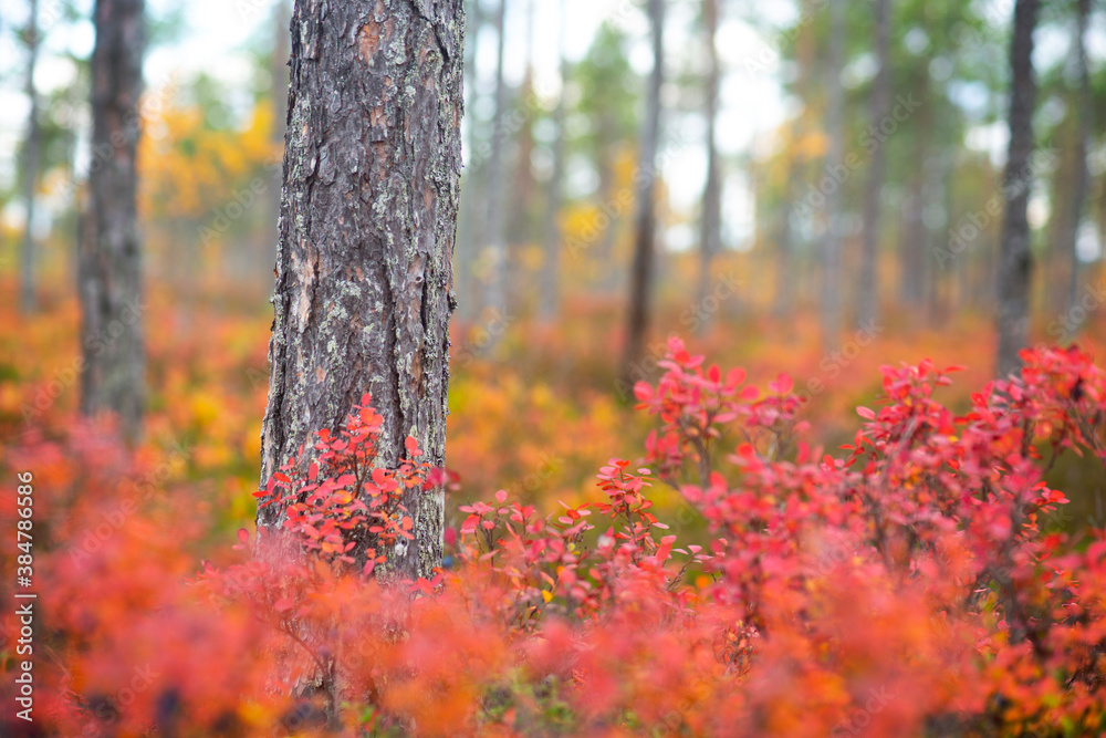 Autumn landscape with trunk of pine tree and red blueberry plants