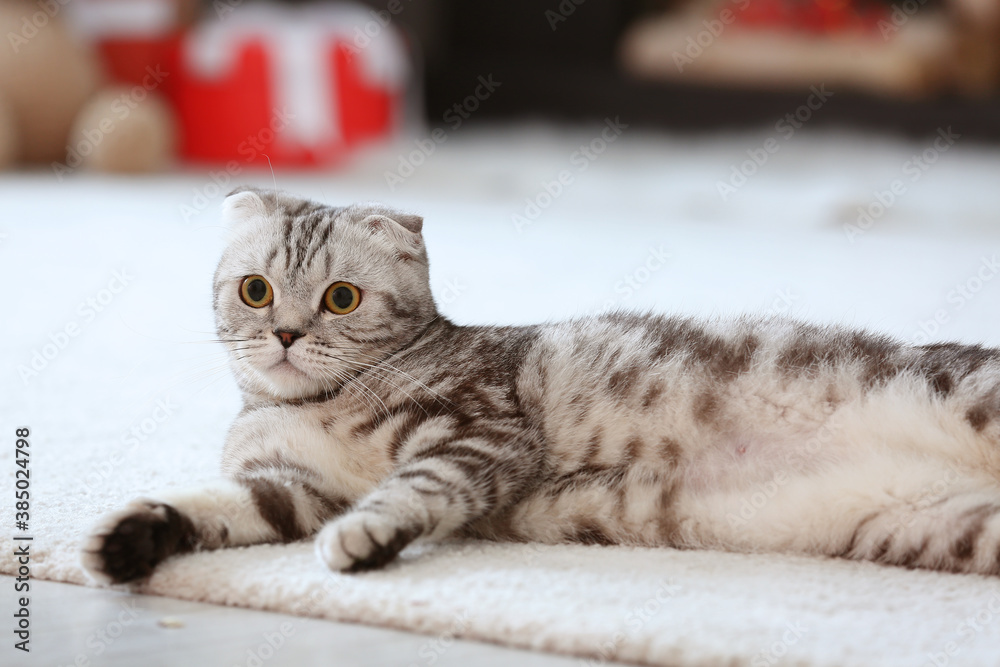 Cute funny cat at home on Christmas eve