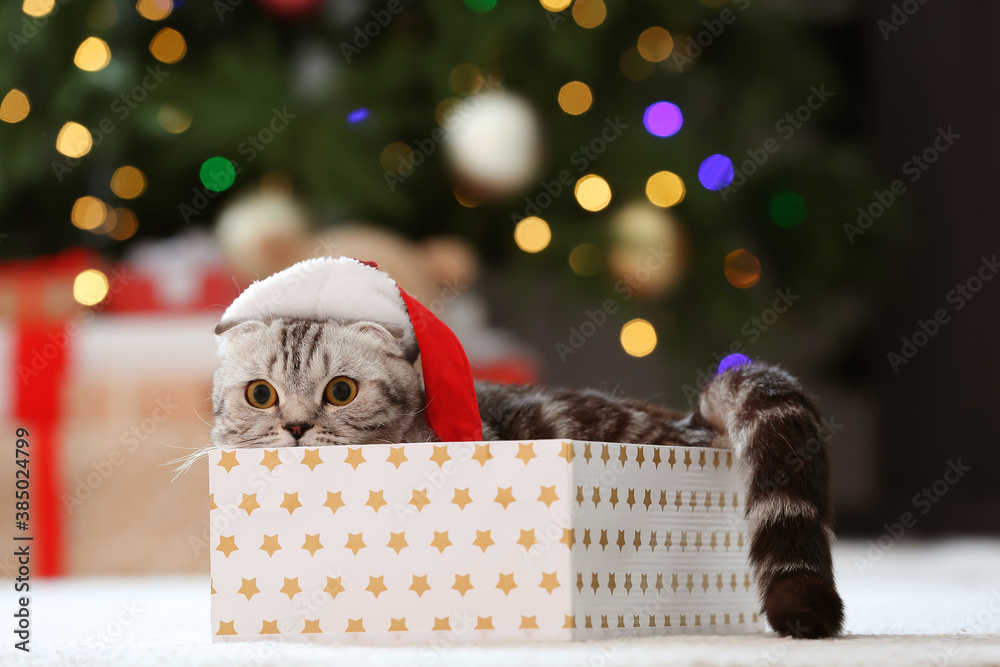 Cute funny cat with Santa hat in box at home on Christmas eve