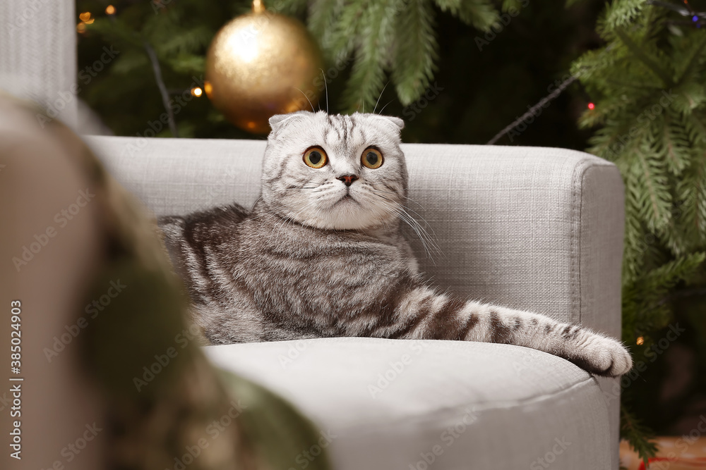 Cute funny cat lying on sofa at home on Christmas eve