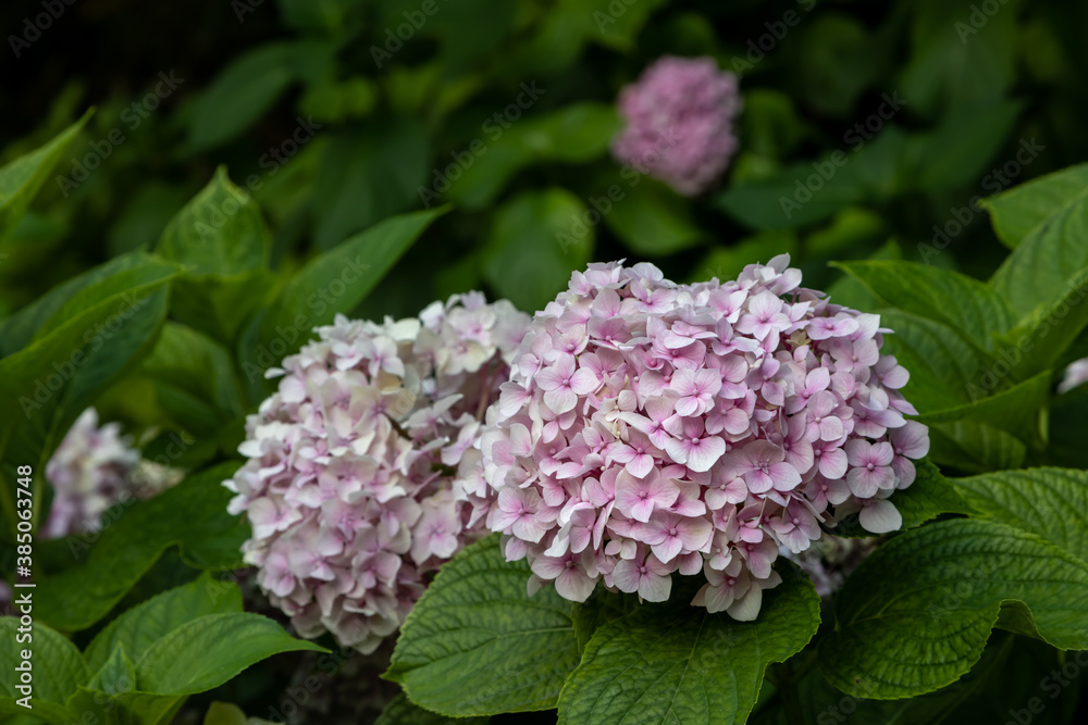 Rounded clusters of garden hydrangea flowers (Hydrangea Macrophylla, Endless summer). Close-up Purpl