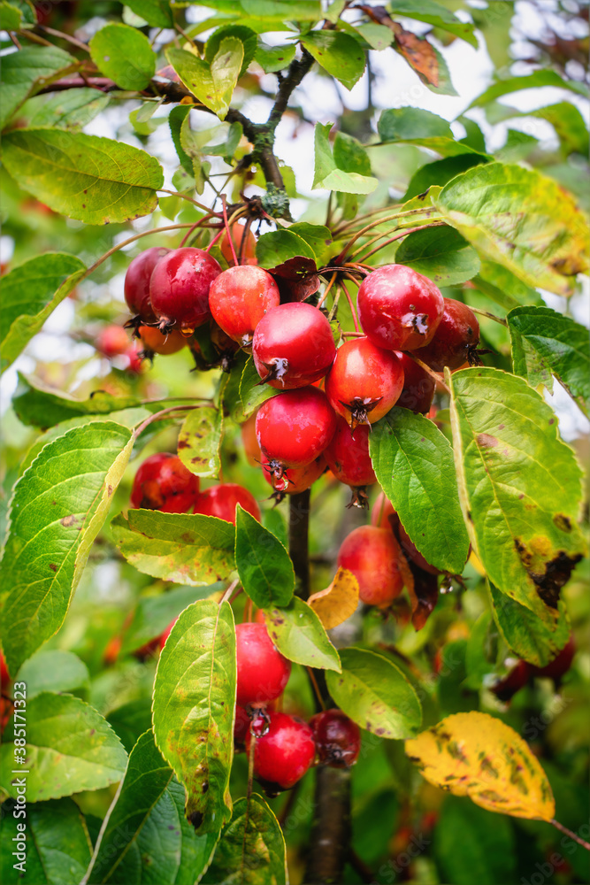 Apples of Paradise tree with ripe fruits in autumn