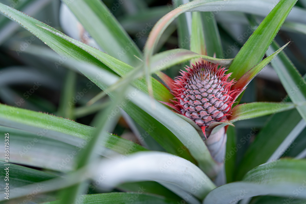 The fruit of a growing pineapple in pineapple farm, Agricultural Industry Concept