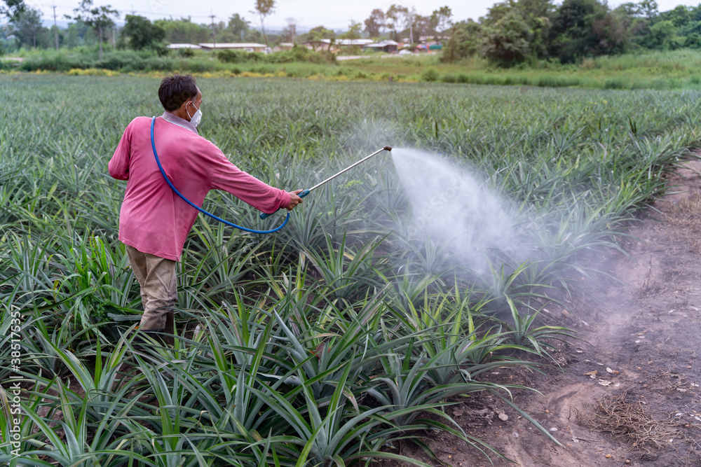 Asian Farmer sprays pineapple plant pollen fertilizer mix in pineapple farm, Agricultural Industry C