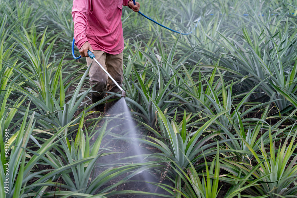 特写农民在菠萝农场喷洒菠萝花粉肥料混合物，农业工业