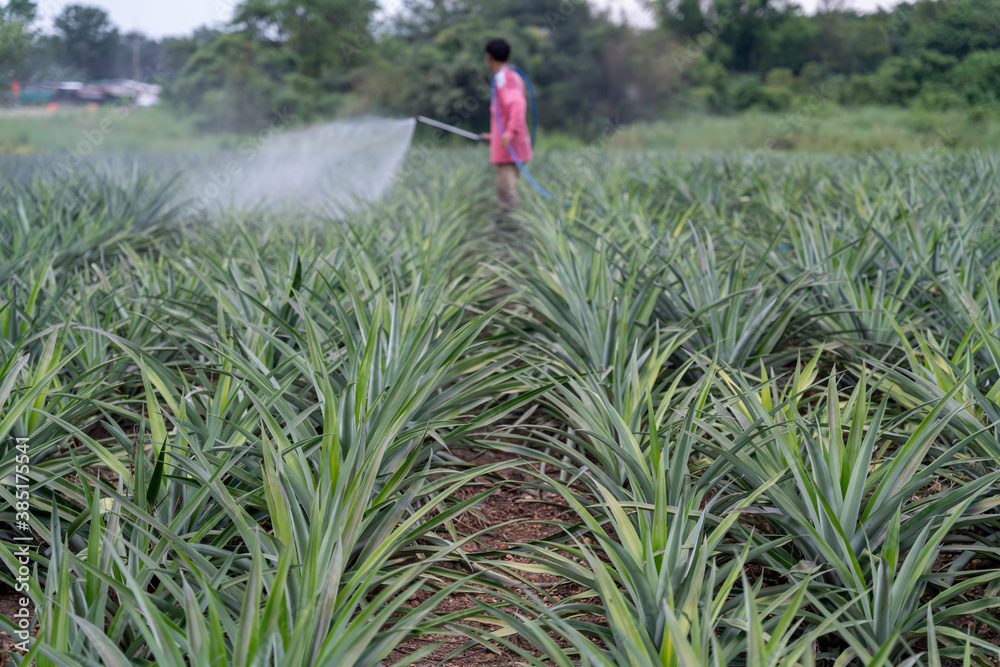 Blurred Farmer sprays pineapple plant pollen fertilizer mix in pineapple farm, Agricultural Industry