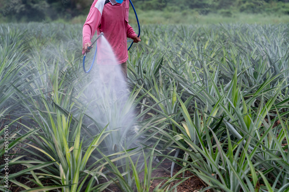 Close up Farmer sprays pineapple plant pollen fertilizer mix in pineapple farm, Agricultural Industr