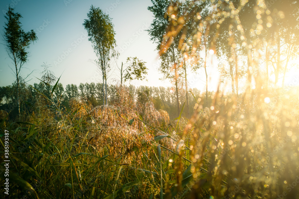 Grasses & Morning Dew