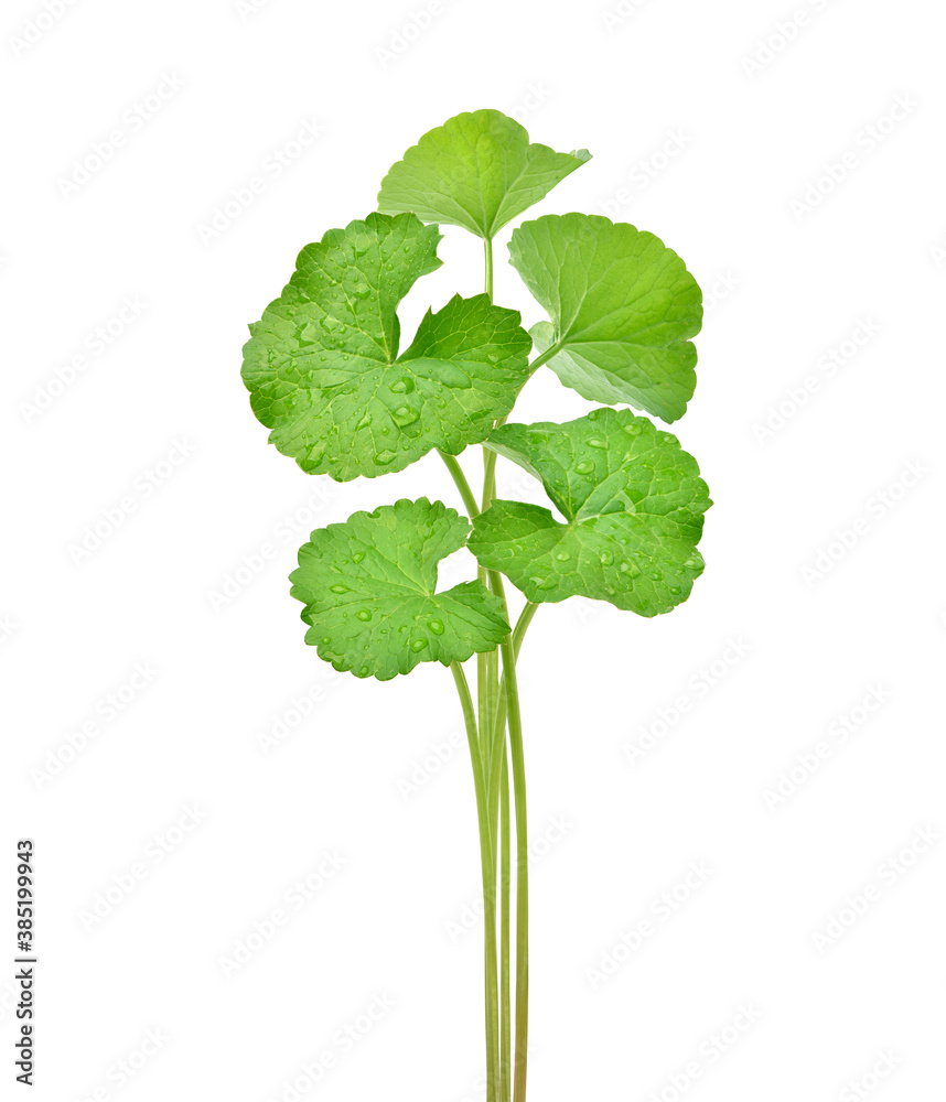 Gotu kola（积雪草）的叶子上有白色背景下分离的水滴。