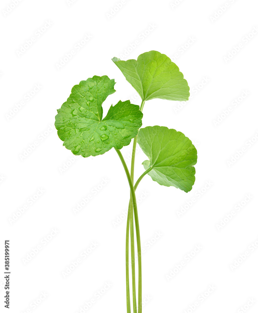 三片Gotu kola（积雪草）叶子，白色背景上有水滴
1485085356,具有抽象条纹风格和名片灵感的建筑标志