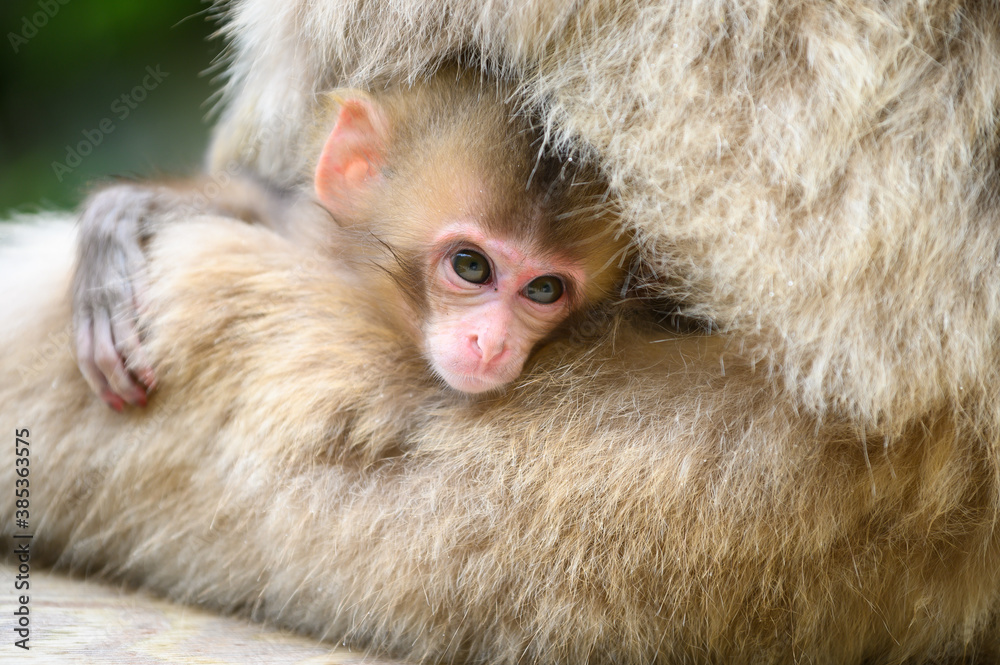 Portrait of Baby Japanese snow monkey in mother stomach