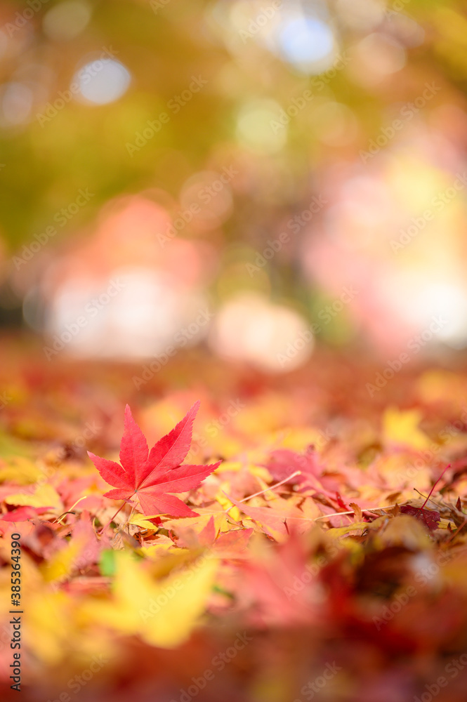 秋天的落叶落在地上，背景是美丽的bokeh