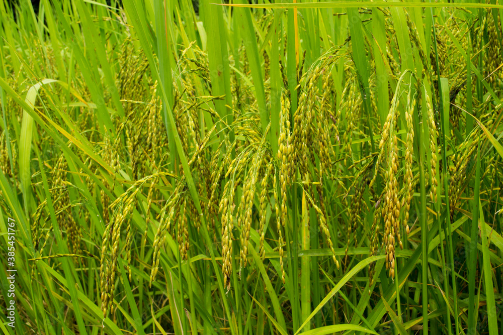 Rice cultivation in rice fields during harvest.