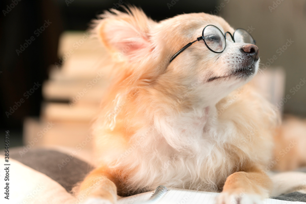 lazy brown chihuahua dog wearing round glasses lay down relax on pillow