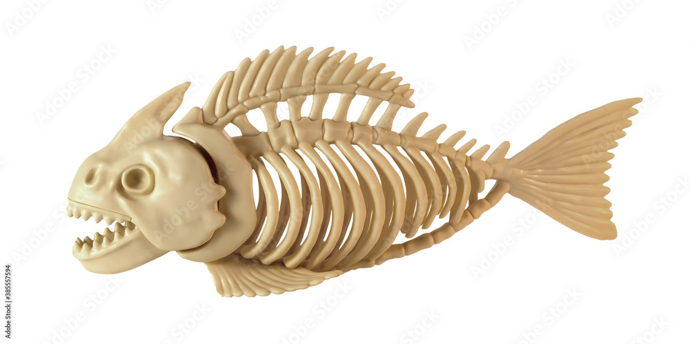 An ancient fish skeleton model on the white background.