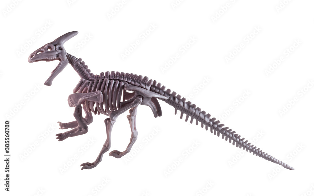 A parasaurolophus skeleton model on the white background.