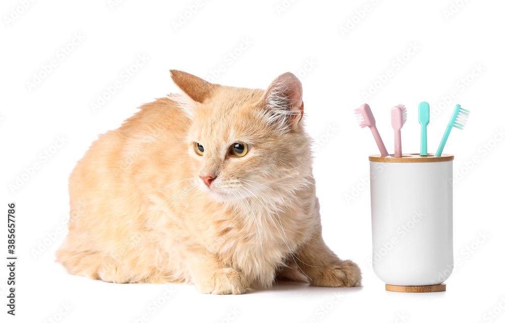 Cute cat with tooth brushes on white background