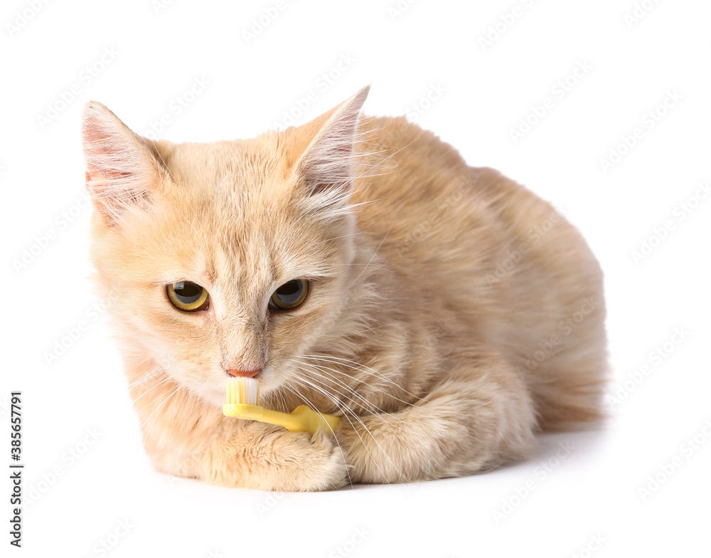 Cute cat with tooth brush on white background