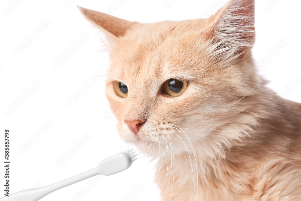 Owner brushing cats teeth on white background