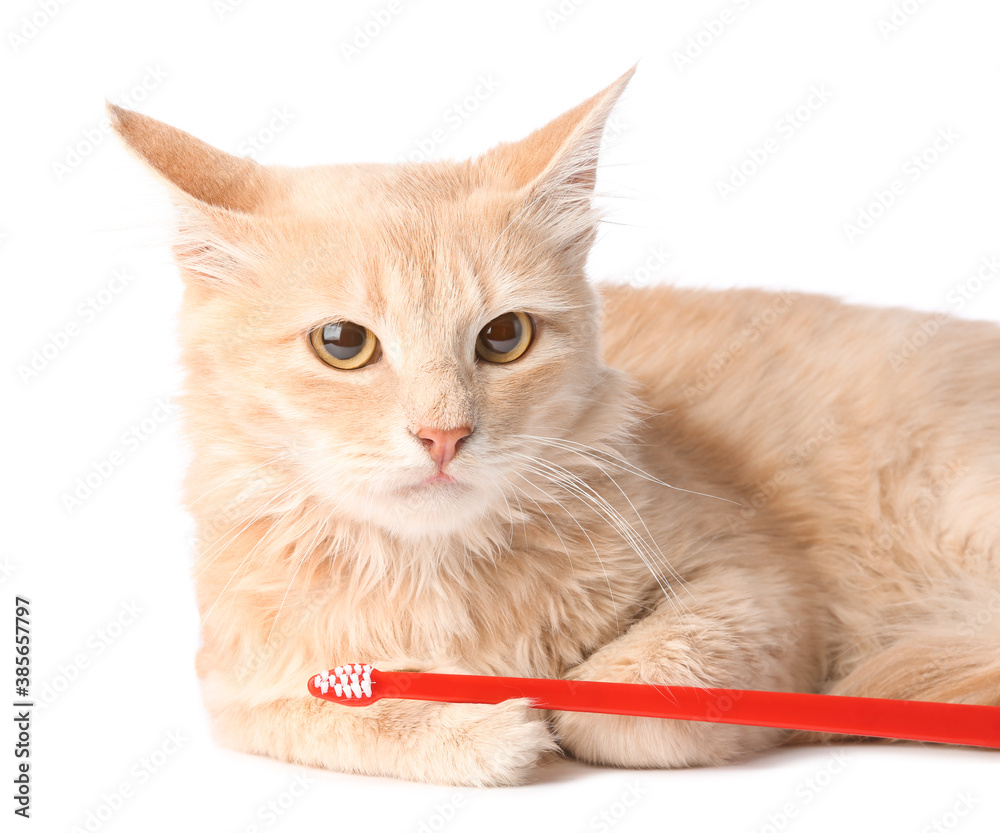 Cute cat with tooth brush on white background