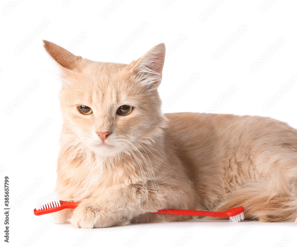 Cute cat with tooth brush on white background