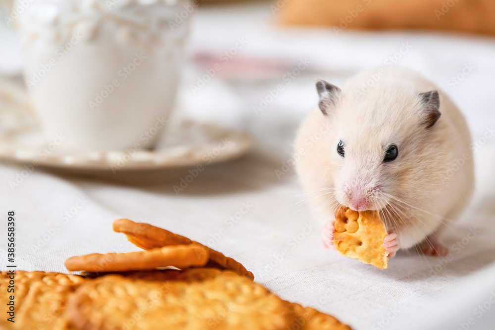 Cute funny hamster eating cookies from tray on bed